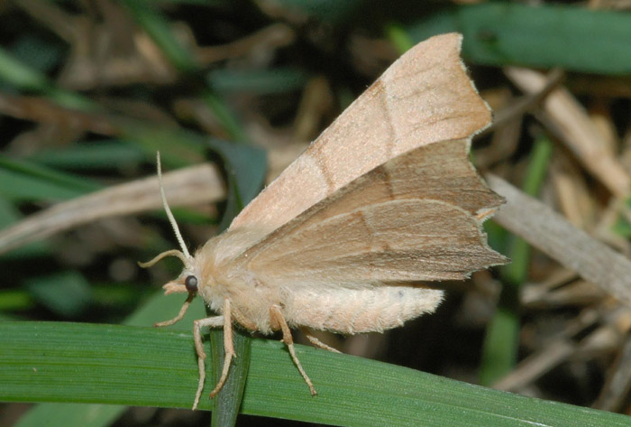 Ennomos quercaria?